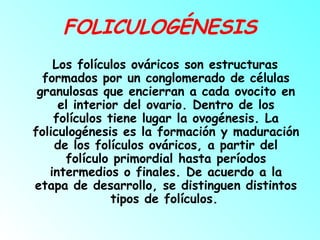 FOLICULOGÉNESIS
Los folículos ováricos son estructuras
formados por un conglomerado de células
granulosas que encierran a cada ovocito en
el interior del ovario. Dentro de los
folículos tiene lugar la ovogénesis. La
foliculogénesis es la formación y maduración
de los folículos ováricos, a partir del
folículo primordial hasta períodos
intermedios o finales. De acuerdo a la
etapa de desarrollo, se distinguen distintos
tipos de folículos.

 