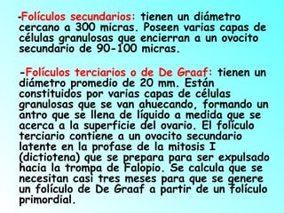 -Folículos secundarios: tienen un diámetro
cercano a 300 micras. Poseen varias capas de
células granulosas que encierran a un ovocito
secundario de 90-100 micras.
-Folículos terciarios o de De Graaf: tienen un
diámetro promedio de 20 mm. Están
constituidos por varias capas de células
granulosas que se van ahuecando, formando un
antro que se llena de líquido a medida que se
acerca a la superficie del ovario. El folículo
terciario contiene a un ovocito secundario
latente en la profase de la mitosis I
(dictiotena) que se prepara para ser expulsado
hacia la trompa de Falopio. Se calcula que se
necesitan casi tres meses para que se genere
un folículo de De Graaf a partir de un folículo
primordial.

 