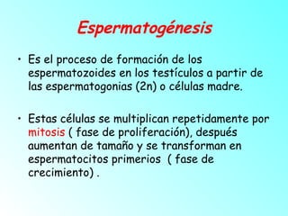 Espermatogénesis
• Es el proceso de formación de los
espermatozoides en los testículos a partir de
las espermatogonias (2n) o células madre.
• Estas células se multiplican repetidamente por
mitosis ( fase de proliferación), después
aumentan de tamaño y se transforman en
espermatocitos primerios ( fase de
crecimiento) .

 