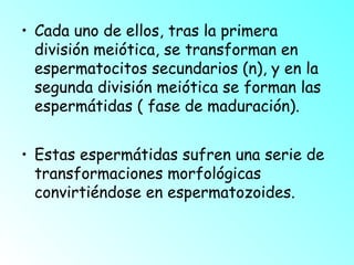 • Cada uno de ellos, tras la primera
división meiótica, se transforman en
espermatocitos secundarios (n), y en la
segunda división meiótica se forman las
espermátidas ( fase de maduración).
• Estas espermátidas sufren una serie de
transformaciones morfológicas
convirtiéndose en espermatozoides.

 