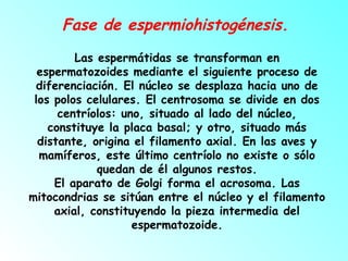 Fase de espermiohistogénesis.
Las espermátidas se transforman en
espermatozoides mediante el siguiente proceso de
diferenciación. El núcleo se desplaza hacia uno de
los polos celulares. El centrosoma se divide en dos
centríolos: uno, situado al lado del núcleo,
constituye la placa basal; y otro, situado más
distante, origina el filamento axial. En las aves y
mamíferos, este último centríolo no existe o sólo
quedan de él algunos restos.
El aparato de Golgi forma el acrosoma. Las
mitocondrias se sitúan entre el núcleo y el filamento
axial, constituyendo la pieza intermedia del
espermatozoide.

 

 