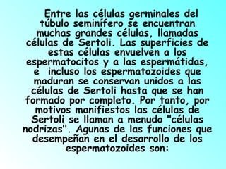 Entre las células germinales del
túbulo seminífero se encuentran
muchas grandes células, llamadas
células de Sertoli. Las superficies de
estas células envuelven a los
espermatocitos y a las espermátidas,
e incluso los espermatozoides que
maduran se conservan unidos a las
células de Sertoli hasta que se han
formado por completo. Por tanto, por
motivos manifiestos las células de
Sertoli se llaman a menudo "células
nodrizas". Agunas de las funciones que
desempeñan en el desarrollo de los
espermatozoides son:
 

 