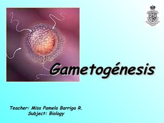 Gametogénesis Teacher: Miss Pamela Barriga R. Subject: Biology 