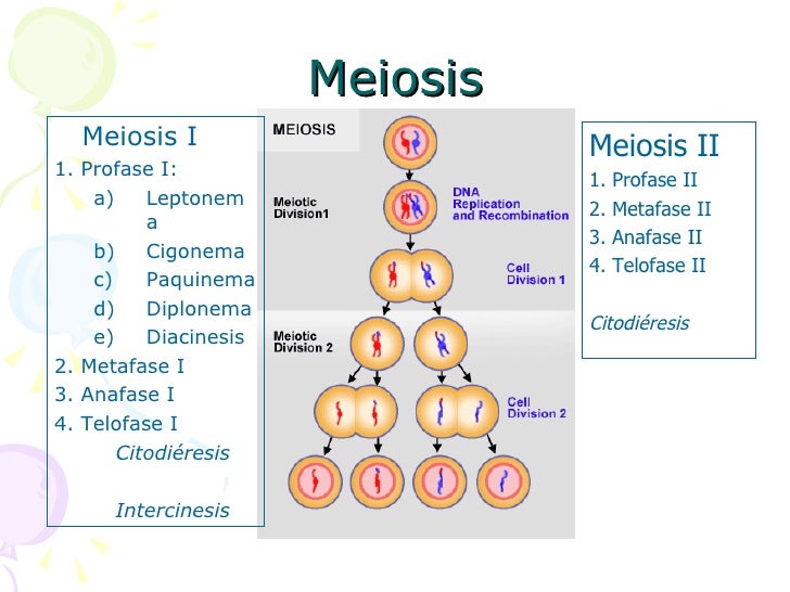 Gametogénesis