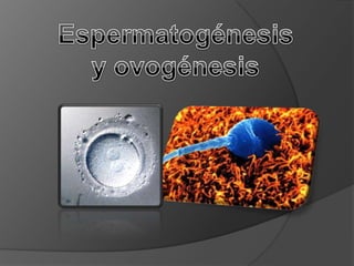 Espermatogénesis y ovogénesis 