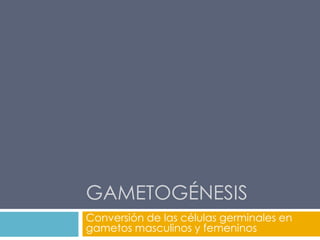 GAMETOGÉNESIS
Conversión de las células germinales en
gametos masculinos y femeninos
 