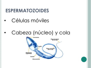 ESPERMATOZOIDES

•   Células móviles

•   Cabeza (núcleo) y cola
 