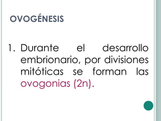 OVOGÉNESIS


1. Durante    el   desarrollo
   embrionario, por divisiones
   mitóticas se forman las
   ovogonias (2n).
 