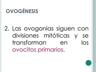 OVOGÉNESIS


2. Las ovogonias siguen con
   divisiones mitóticas y se
   transforman      en    los
   ovocitos primarios.
 