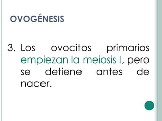 OVOGÉNESIS


3. Los   ovocitos  primarios
   empiezan la meiosis I, pero
   se detiene antes de
   nacer.
 