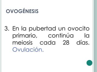 OVOGÉNESIS


3. En la pubertad un ovocito
   primario,   continúa   la
   meiosis cada 28 días.
   Ovulación.
 