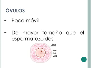 ÓVULOS

•   Poco móvil

•   De mayor tamaño que el
    espermatozoides
 
