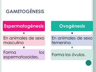 GAMETOGÉNESIS


Espermatogénesis          Ovogénesis

En animales de sexo    En animales de sexo
masculino              femenino

Forma            los
                       Forma los óvulos.
espermatozoides.
 