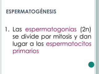 ESPERMATOGÉNESIS


1. Las espermatogonias (2n)
   se divide por mitosis y dan
   lugar a los espermatocitos
   primarios
 