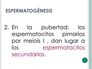 ESPERMATOGÉNESIS


2. En   la   pubertad;     los
   espermatocitos pimarios
   por meiois I , dan lugar a
   los        espermatocitos
   secundarios.
 