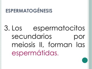 ESPERMATOGÉNESIS


3. Los   espermatocitos
   secundarios       por
   meiosis II, forman las
   espermátidas.
 