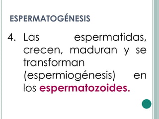 ESPERMATOGÉNESIS

4. Las       espermatidas,
   crecen, maduran y se
   transforman
   (espermiogénesis)    en
   los espermatozoides.
 