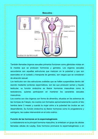 Masculino

También llamadas órganos sexuales primarios funcionan como glándulas mixtas en
la medida que se producen hormonas y gametos. Los órganos sexuales
secundarios son aquellas estructuras que maduran en la pubertad y que son
esenciales en el cuidado y transporte de gametos, son rasgos que se consideran
de atracción sexual.
Los testículos son dos estructuras ovaladas que se hallan suspendidas dentro del
escroto mediante cordones espermáticos, son las que producen semen y líquido
testicular; su función endocrina es liberar hormonas masculinas como la
testosterona,

quienes

participaran

en

mantener

los

caracteres

sexuales

masculinos.
Los ovarios son dos órganos con forma de almendra, situados en los extremos de
las trompas de Falopio, los ovarios son formados aproximadamente cuando el feto
hembra tiene 3 meses y cuando la mujer entra a la pubertad los óvulos se van
desarrollando. Su función endocrina es liberar hormonas como la progesterona y
estrógeno, las cuales intervendrán en el ciclo ovárico.

Función de las hormonas en la espermatogénesis
La testosterona es la principal hormona masculina, la sintetizan un grupo de células
llamadas células de Leydig. Esta hormona promueve la espermatogénesis o en

 