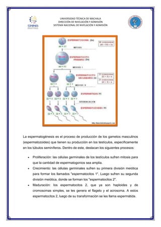 UNIVERSIDAD TÉCNICA DE MACHALA
DIRECCIÓN DE NIVELACIÓN Y ADMISIÓN
SISTEMA NACIONAL DE NIVELACIÓN Y ADMISIÓN

La espermatogénesis es el proceso de producción de los gametos masculinos
(espermatozoides) que tienen su producción en los testículos, específicamente
en los túbulos seminíferos. Dentro de este, destacan los siguientes procesos:
Proliferación: las células germinales de los testículos sufren mitosis para
que la cantidad de espermatogonios sea amplia.
Crecimiento: las células germinales sufren su primera división meiótica
para formar los llamados "espermatocitos 1". Luego sufren su segunda
división meiótica, donde se forman los "espermatocitos 2".
Maduración: los espermatocitos 2, que ya son haploides y de
cromosomas simples, se les genera el flagelo y el acrosoma. A estos
espermatocitos 2, luego de su transformación se les llama espermátida.

 