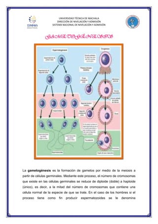 UNIVERSIDAD TÉCNICA DE MACHALA
DIRECCIÓN DE NIVELACIÓN Y ADMISIÓN
SISTEMA NACIONAL DE NIVELACIÓN Y ADMISIÓN

GAMETOGÉNESIS

La gametogénesis es la formación de gametos por medio de la meiosis a
partir de células germinales. Mediante este proceso, el número de cromosomas
que existe en las células germinales se reduce de diploide (doble) a haploide
(único), es decir, a la mitad del número de cromosomas que contiene una
célula normal de la especie de que se trate. En el caso de los hombres si el
proceso

tiene

como

fin

producir

espermatozoides

se

le

denomina

 