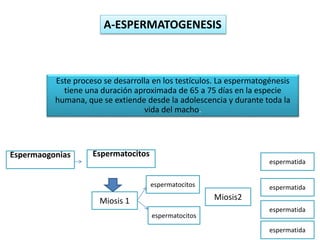 Este proceso se desarrolla en los testículos. La espermatogénesis
tiene una duración aproximada de 65 a 75 días en la especie
humana, que se extiende desde la adolescencia y durante toda la
vida del macho.
A-ESPERMATOGENESIS
Espermaogonias Espermatocitos
Miosis 1
espermatocitos
espermatocitos
Miosis2
espermatida
espermatida
espermatida
espermatida
 