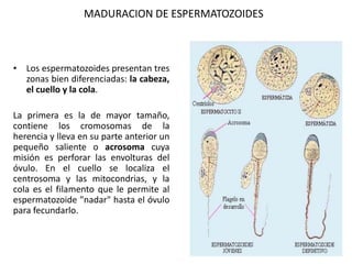MADURACION DE ESPERMATOZOIDES
• Los espermatozoides presentan tres
zonas bien diferenciadas: la cabeza,
el cuello y la cola.
La primera es la de mayor tamaño,
contiene los cromosomas de la
herencia y lleva en su parte anterior un
pequeño saliente o acrosoma cuya
misión es perforar las envolturas del
óvulo. En el cuello se localiza el
centrosoma y las mitocondrias, y la
cola es el filamento que le permite al
espermatozoide "nadar" hasta el óvulo
para fecundarlo.
 