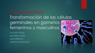 Gametogénesis:
Transformación de las células
germinales en gametos
femeninos y masculinos
OSCARI CHOEZ
EDUARDO LEÓN
LUIS INTRIAGO
ADRIÁN GANCHOZO
 