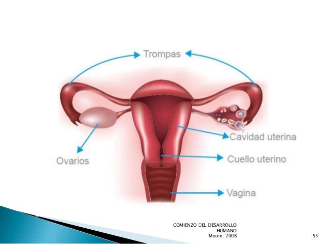 Que significa ovarios en reposo