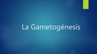 La Gametogénesis
 