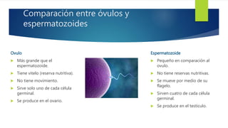 Comparación entre óvulos y
espermatozoides
Espermatozoide
 Pequeño en comparación al
ovulo.
 No tiene reservas nutritivas.
 Se mueve por medio de su
flagelo.
 Sirven cuatro de cada célula
germinal.
 Se produce en el testículo.
Ovulo
 Más grande que el
espermatozoide.
 Tiene vitelo (reserva nutritiva).
 No tiene movimiento.
 Sirve solo uno de cada célula
germinal.
 Se produce en el ovario.
 