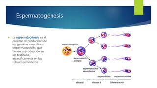 Espermatogénesis
 La espermatogénesis es el
proceso de producción de
los gametos masculinos
(espermatozoides) que
tienen su producción en
los testículos,
específicamente en los
túbulos seminíferos.
 