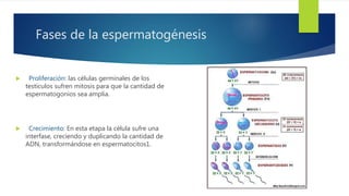 Fases de la espermatogénesis
 Proliferación: las células germinales de los
testículos sufren mitosis para que la cantidad de
espermatogonios sea amplia.
 Crecimiento: En esta etapa la célula sufre una
interfase, creciendo y duplicando la cantidad de
ADN, transformándose en espermatocitos1.
 