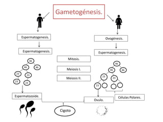Gametogénesis.
Espermatogenesis. Ovogénesis.
Espermatogenesis. Espermatogenesis.
Mitosis.
Meiosis I.
Meiosis II.
46
46 46
23
23
46
46 46
23
23
23
23
23
Cigoto
Células Polares.
Ovulo.
Espermatozoide.
 