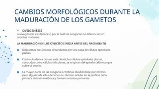  OVOGENESIS
La ovogénesis es el proceso por el cual las ovogonias se diferencian en
ovocitos maduros.
LA MADURACIÓN DE LOS OVOCITOS INICIA ANTES DEL NACIMIENTO
● Dispuestas en cúmulos circundados por una capa de células epiteliales
planas.
● El cúmulo deriva de una sola célula; las células epiteliales planas,
conocidas como células foliculares, se originan del epitelio celómico que
cubre al ovario.
● La mayor parte de las ovogonias continúa dividiéndose por mitosis,
pero algunas de ellas detienen su división celular en la profase de la
primera división meiótica y forman ovocitos primarios
CAMBIOS MORFOLÓGICOS DURANTE LA
MADURACIÓN DE LOS GAMETOS
 