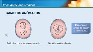 Folículos con más de un ovocito Ovocito multinucleado
Degeneran
antes de llegar
a la madurez.
 