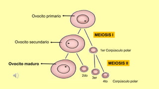 Ovocito primario
Ovocito secundario
1er Corpúsculo polar
Ovocito maduro
2do
3er
4to Corpúsculo polar
MEIOSIS I
MEIOSIS II
 