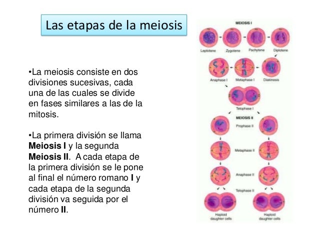 Primera Division Meiotica Ovogenesis Anatomia General