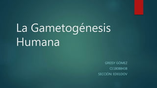 La Gametogénesis
Humana
GREISY GÓMEZ
CI:18088438
SECCIÓN: ED01DOV
 