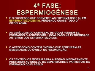 1111
4ª FASE:4ª FASE:
ESPERMIOGÊNESEESPERMIOGÊNESE
 É O PROCESSO QUE CONVERTE AS ESPERMÁTIDES (n) EMÉ O PROCESSO QUE CONVERTE AS ESPERMÁTIDES (n) EM
ESPERMATOZOIDES (n)ESPERMATOZOIDES (n), PERDENDO QUASE TODO O, PERDENDO QUASE TODO O
CITOPLASMA.CITOPLASMA.
 AS VESÍCULAS DO COMPLEXO DE GOLGI FUNDEM-SE,AS VESÍCULAS DO COMPLEXO DE GOLGI FUNDEM-SE,
FORMANDO O ACROSSOMO, LOCALIZADO NA EXTREMIDADEFORMANDO O ACROSSOMO, LOCALIZADO NA EXTREMIDADE
ANTERIOR DOS ESPERMATOZÓIDES.ANTERIOR DOS ESPERMATOZÓIDES.
 O ACROSSOMO CONTÉM ENZIMAS QUE PERFURAM ASO ACROSSOMO CONTÉM ENZIMAS QUE PERFURAM AS
MEMBRANAS DO ÓVULO, NA FECUNDAÇÃO.MEMBRANAS DO ÓVULO, NA FECUNDAÇÃO.
 OS CENTRÍOLOS MIGRAM PARA A REGIÃO IMEDIATAMENTEOS CENTRÍOLOS MIGRAM PARA A REGIÃO IMEDIATAMENTE
POSTERIOR AO NÚCLEO DA ESPERMÁTIDE E PARTICIPAM DAPOSTERIOR AO NÚCLEO DA ESPERMÁTIDE E PARTICIPAM DA
FORMAÇÃO DO FLAGELOFORMAÇÃO DO FLAGELO
 
