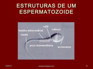 23/05/1323/05/13 biolopes.blogspot.combiolopes.blogspot.com 1515
ESTRUTURAS DE UMESTRUTURAS DE UM
ESPERMATOZOIDEESPERMATOZOIDE
 