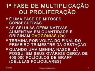 23/05/1323/05/13 biolopes.blogspot.combiolopes.blogspot.com 1818
1ª FASE DE MULTIPLICAÇÃO1ª FASE DE MULTIPLICAÇÃO
OU PROLIFERAÇÃOOU PROLIFERAÇÃO
 É UMA FASE DE MITOSESÉ UMA FASE DE MITOSES
CONSECUTIVASCONSECUTIVAS
 AS CÉLULAS GERMINATIVASAS CÉLULAS GERMINATIVAS
AUMENTAM EM QUANTIDADE EAUMENTAM EM QUANTIDADE E
ORIGINAMORIGINAM OVOGÔNIAS (2n)OVOGÔNIAS (2n)
 TERMINA POR VOLTA DO FINAL DOTERMINA POR VOLTA DO FINAL DO
PRIMEIRO TRIMESTRE DA GESTAÇÃOPRIMEIRO TRIMESTRE DA GESTAÇÃO
 QUANDO UMA MENINA NASCE, JÁQUANDO UMA MENINA NASCE, JÁ
POSSUI EM SEUS OVÁRIOS CERCA DEPOSSUI EM SEUS OVÁRIOS CERCA DE
400 000 FOLÍCULOS DE GRAFF400 000 FOLÍCULOS DE GRAFF
(CÉLULAS FOLICULARES)(CÉLULAS FOLICULARES)
 