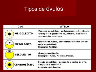 23/05/1323/05/13 biolopes.blogspot.combiolopes.blogspot.com 2828
Tipos de óvulos
 