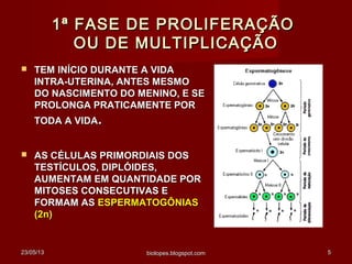 23/05/1323/05/13 biolopes.blogspot.combiolopes.blogspot.com 55
1ª FASE DE PROLIFERAÇÃO1ª FASE DE PROLIFERAÇÃO
OU DE MULTIPLICAÇÃOOU DE MULTIPLICAÇÃO
 TEM INÍCIO DURANTE A VIDATEM INÍCIO DURANTE A VIDA
INTRA-UTERINA, ANTES MESMOINTRA-UTERINA, ANTES MESMO
DO NASCIMENTO DO MENINO, E SEDO NASCIMENTO DO MENINO, E SE
PROLONGA PRATICAMENTE PORPROLONGA PRATICAMENTE POR
TODA A VIDATODA A VIDA..
 AS CÉLULAS PRIMORDIAIS DOSAS CÉLULAS PRIMORDIAIS DOS
TESTÍCULOS, DIPLÓIDES,TESTÍCULOS, DIPLÓIDES,
AUMENTAM EM QUANTIDADE PORAUMENTAM EM QUANTIDADE POR
MITOSES CONSECUTIVAS EMITOSES CONSECUTIVAS E
FORMAM ASFORMAM AS ESPERMATOGÔNIASESPERMATOGÔNIAS
(2n)(2n)
 