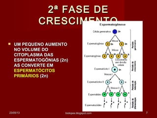 23/05/1323/05/13 biolopes.blogspot.combiolopes.blogspot.com 77
2ª FASE DE2ª FASE DE
CRESCIMENTOCRESCIMENTO
 UM PEQUENO AUMENTOUM PEQUENO AUMENTO
NO VOLUME DONO VOLUME DO
CITOPLASMA DASCITOPLASMA DAS
ESPERMATOGÔNIAS (2n)ESPERMATOGÔNIAS (2n)
AS CONVERTE EMAS CONVERTE EM
ESPERMATÓCITOSESPERMATÓCITOS
PRIMÁRIOSPRIMÁRIOS (2n)(2n)
 