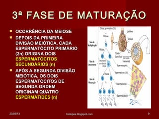 23/05/1323/05/13 biolopes.blogspot.combiolopes.blogspot.com 99
3ª FASE DE MATURAÇÃO3ª FASE DE MATURAÇÃO
 OCORRÊNCIA DA MEIOSEOCORRÊNCIA DA MEIOSE
 DEPOIS DA PRIMEIRADEPOIS DA PRIMEIRA
DIVISÃO MEIÓTICA, CADADIVISÃO MEIÓTICA, CADA
ESPERMATÓCITO PRIMÁRIOESPERMATÓCITO PRIMÁRIO
(2n) ORIGINA DOIS(2n) ORIGINA DOIS
ESPERMATÓCITOSESPERMATÓCITOS
SECUNDÁRIOS (n)SECUNDÁRIOS (n)
 APÓS A SEGUNDA DIVISÃOAPÓS A SEGUNDA DIVISÃO
MEIÓTICA, OS DOISMEIÓTICA, OS DOIS
ESPERMATÓCITOS DEESPERMATÓCITOS DE
SEGUNDA ORDEMSEGUNDA ORDEM
ORIGINAM QUATROORIGINAM QUATRO
ESPERMÁTIDES (n)ESPERMÁTIDES (n)
 