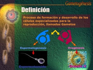Proceso de formación y desarrollo de los
células especializadas para la
reproducción, llamadas Gametos
Espermatogénesis
Espermatozoide
Ovogénesis
Ovocito II
 