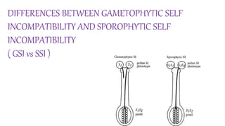 DIFFERENCES BETWEEN GAMETOPHYTIC SELF
INCOMPATIBILITY AND SPOROPHYTIC SELF
INCOMPATIBILITY
( GSI vs SSI )
 