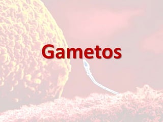 Gametos 
 