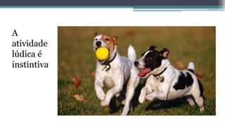 A
atividade
lúdica é
instintiva
 