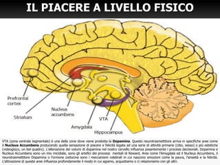 IL PIACERE A LIVELLO FISICO




VTA (zona ventrale tegmentale) è una delle zone dove viene prodotta la Dopamina. Questo neurotrasmettitore arriva in specifiche aree come
il Nucleus Accumbens  producendo quella sensazione di piacere e felicità legata ad una serie di attività primarie (cibo, sesso) o più estetiche
(videogioco, un bel quadro). L’alterazione dei volumi di dopamina nel nostro cervello influenza pesantemente i processi decisionali. Dopamina e
Nucleus Accumbens sono un mix micidiale, sono gli artefici dei processi mentali di Reward. Aree come l’Amygdala ed il Nucleus Accumbens, il
neurotrasmettitore Dopamina o l’ormone oxitocina sono i meccanismi celebrali in cui nascono emozioni come la paura, l’ansietà e la felicità.
L’attivazione di queste aree influenza profondamente il modo in cui agiamo, acquistiamo o ci relazioniamo con gli altri.
 